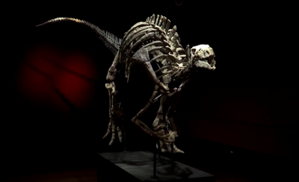 Скелет динозавра 