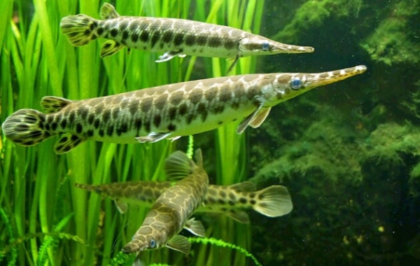 «Живе викопне»: вчені розповіли, яка тварина майже не змінилася з доісторичних часів «Живе викопне»: вчені розповіли, яка тварина майже не змінилася з доісторичних часів