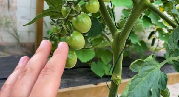 Видаленння листя до першої грони 1