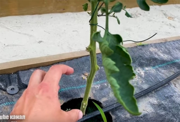 Видалені листочки 1