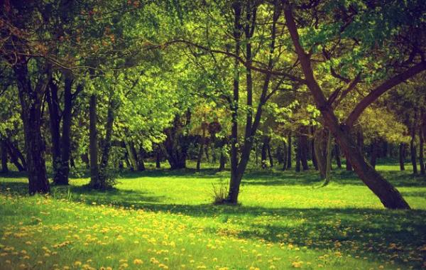 Вчені виявили прихований спосіб, яким дерева борються із глобальним потеплінням