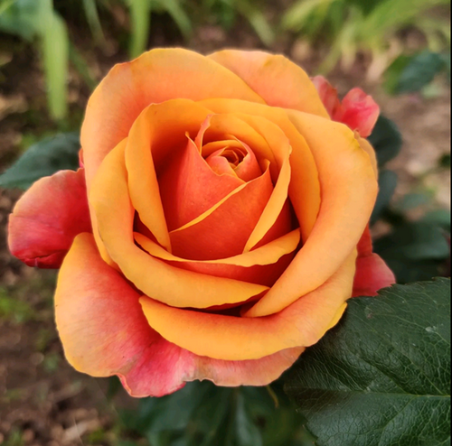 Троянда сорту «Кава брейк» дуже вишукана 1