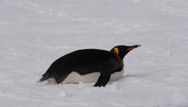 Поруч із “Академіком Вернадським” зафіксували імператорського пінгвіна.
