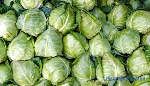 В Україні молода капуста стала дешевшою на 16% порівняно з минулим роком