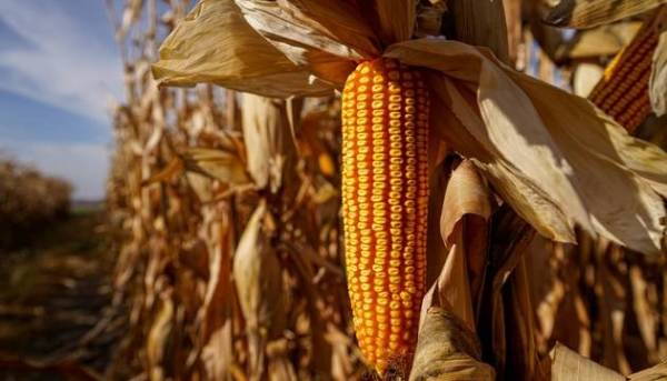 Українська кукурудза: експорт досяг 19,51 мільйона тонн