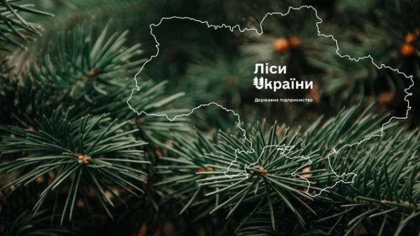 “Телент Едвайзорс” здобуває перемогу в тендері на пошук СЕО для ДП “Ліси України”