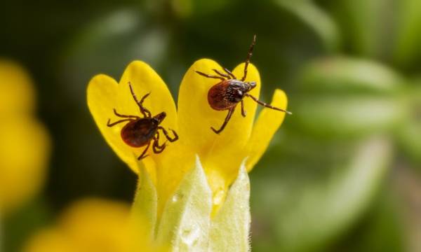 Що вабить кліщів: який одяг обирати для лісу чи пікніка – висновки досліджень