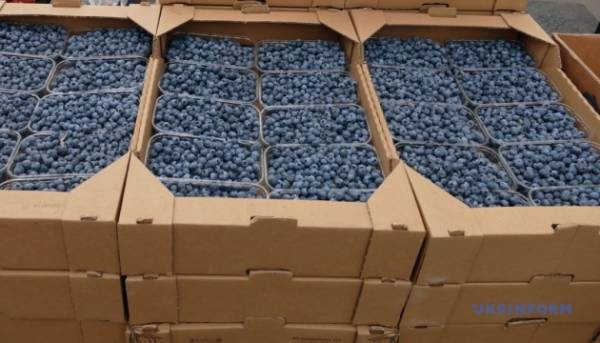 Початкові ціни на лохину в Україні зросли в середньому на 27% порівняно…